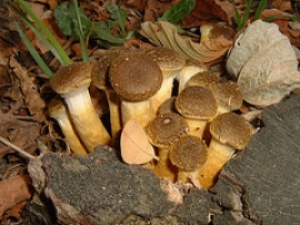 Mostra dei Funghi Misano