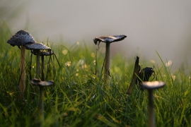 Mostra dei Funghi a San Marino
