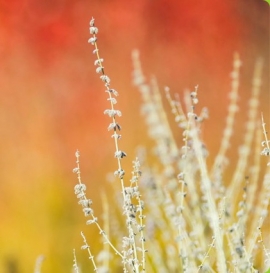 Mostra Mercato Di Fiori D'Autunno