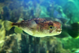 Mostra pesce palla Acquario Cattolica