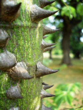 Mostra Piante Grasse 