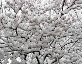 Nevicata Pesaro Urbino