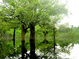 Niccolò Petrucci Alberi E Dintorni