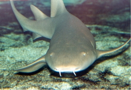 Non Regalare Squali a Natale. Interessante iniziativa dell'Acquario di Cattolica