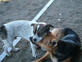 Parco Pubblico per Cani Pesaro