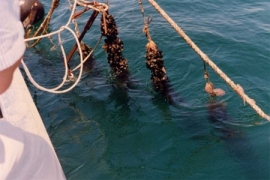 Pesca Ferma Miticoltori Bellaria 