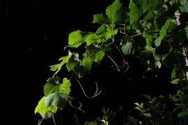 Potatura stagionale alberi