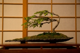 Premio bonsai ad un cattolichino