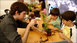Primavera in Bonsai