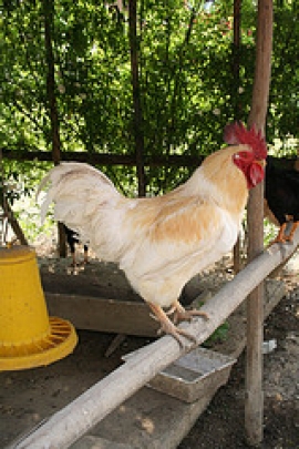 Probiotici per polli