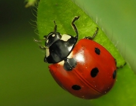 Progetto Lotta Biologica Rimini