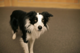 Raduno Border Collie