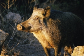 Rievocazione Storica della Caccia al Cinghiale