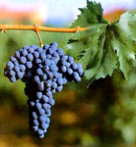 Romagna terra del Sangiovese al salone di Rimini