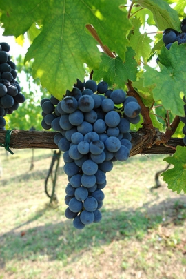 Sagra Sangiovese Predappio