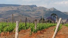 San Giovese Predappio