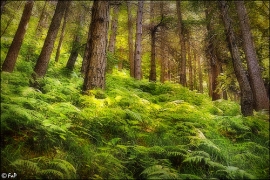 Sentiero della natura ripulito dai volontari