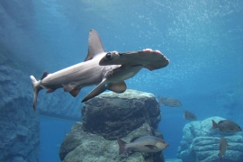 Squali violino all' Acquario di Cattolica
