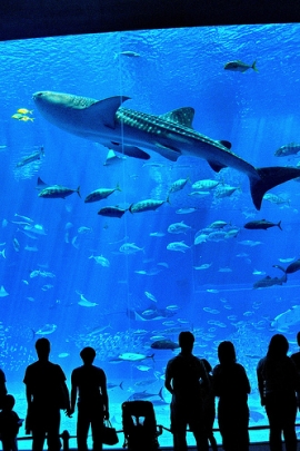 Successo Acquario Cattolica