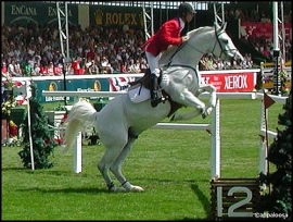 Successo di Riviera Horses