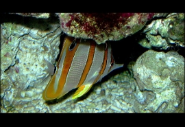 Successo per il ristorante dell’ Acquario di Cattolica