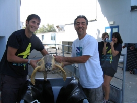 Tartaruga Feggy all'Acquario di Cattolica