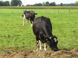 Tassa sulla carne
