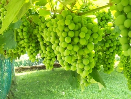 Vino Erectus 