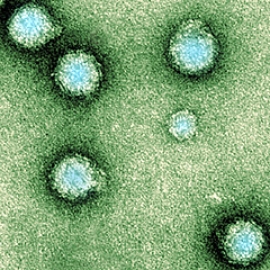 Virus Chikungunya