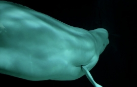 Zavoli Cetaceo Enorme Rimini
