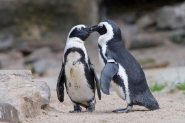 Foto Pinguini Acquario di Cattolica