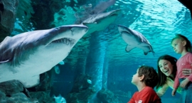 Foto Varie Acquario Cattolica