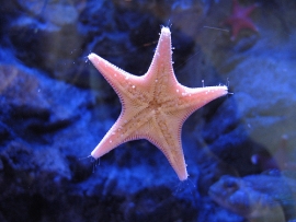 Passeggiata stellare da Oltremare