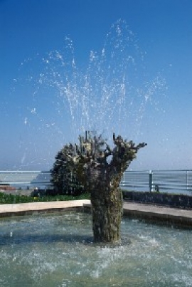 L'Albero dell'acqua Torriana