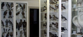 Museo Ornitologico Forlì