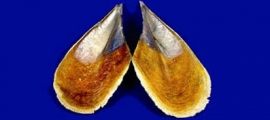 Museo Scienze Naturali Cesena