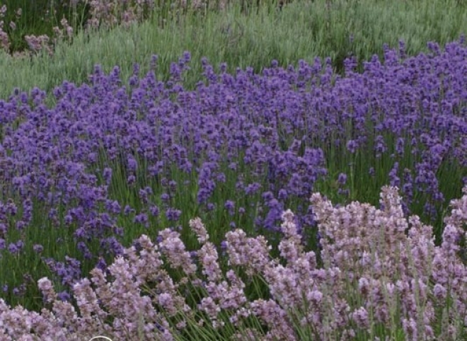 Garden Shop Flora2000