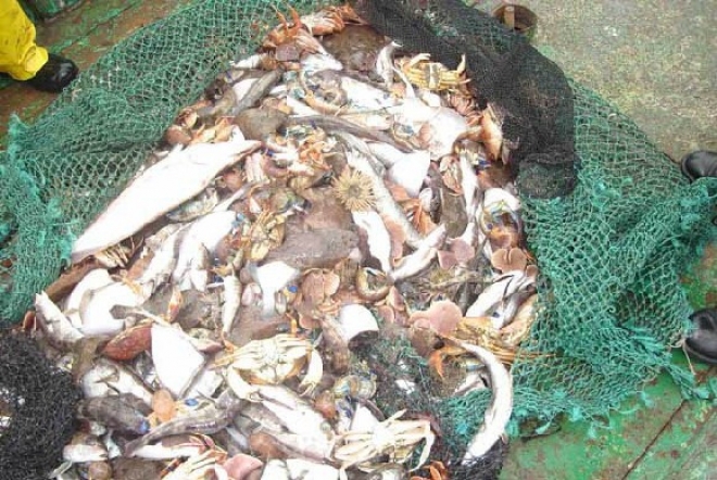 Pesca Con Turista Igea Marina