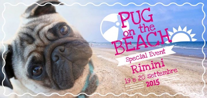 Pug On The Beach