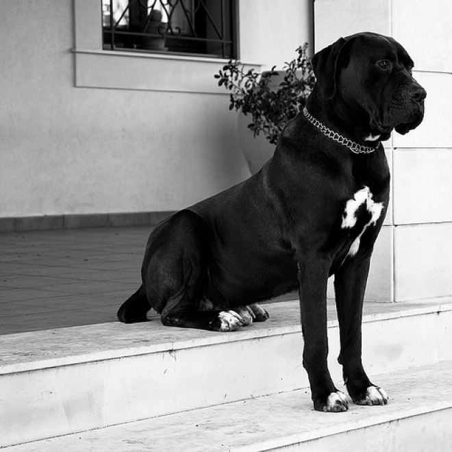 Esibizione Canina Nazionale Reggio Emilia