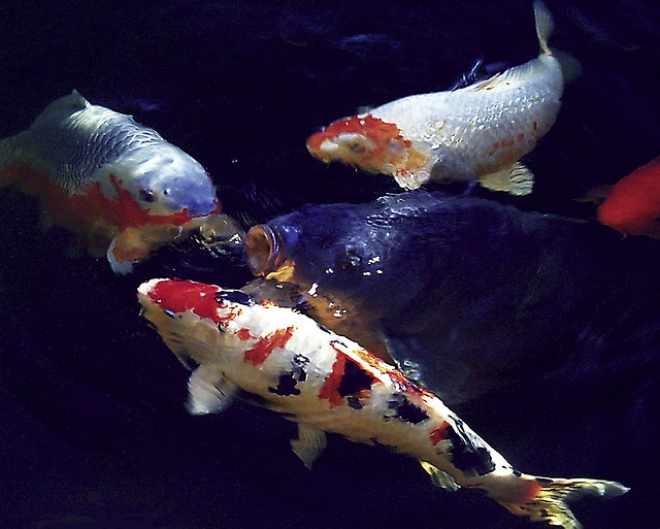 Italian Koi Show 