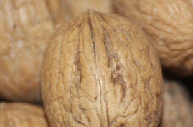 noci noci