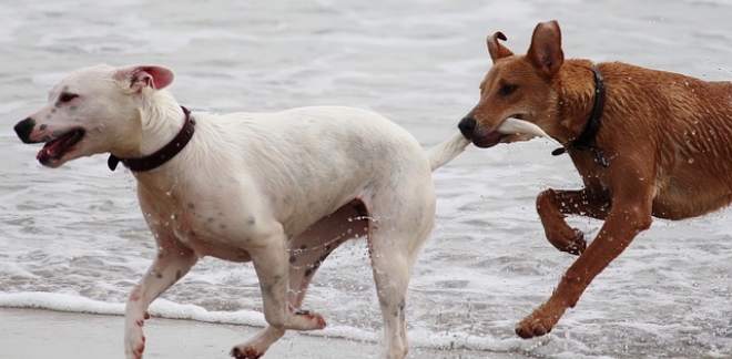 Bellaria - Igea Marina per cani: spiagge e hotel pet friendly