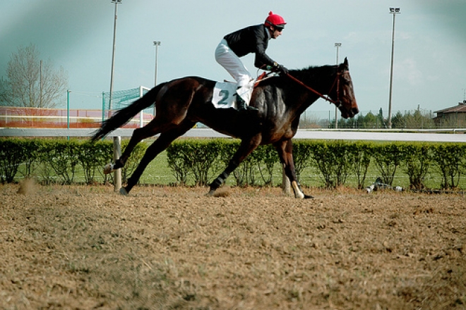Campionessa Purosangue Morciano Campionessa Purosangue Morciano