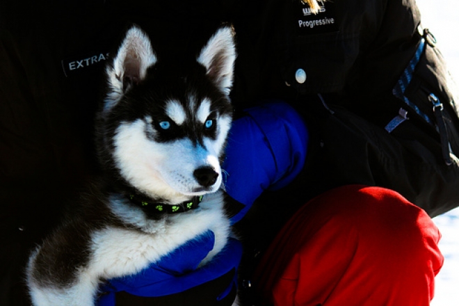 Cani da Slitta Campigna Cani da Slitta Campigna