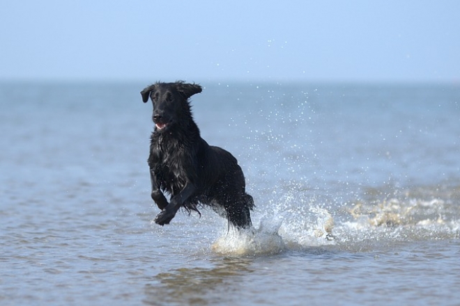 Cesenatico per cani: Spiagge e Hotel Pet Friendly