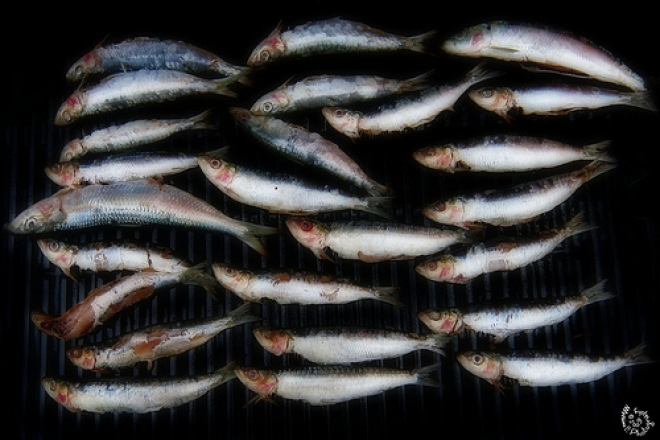 Pesce Fa Festa Cesenatico