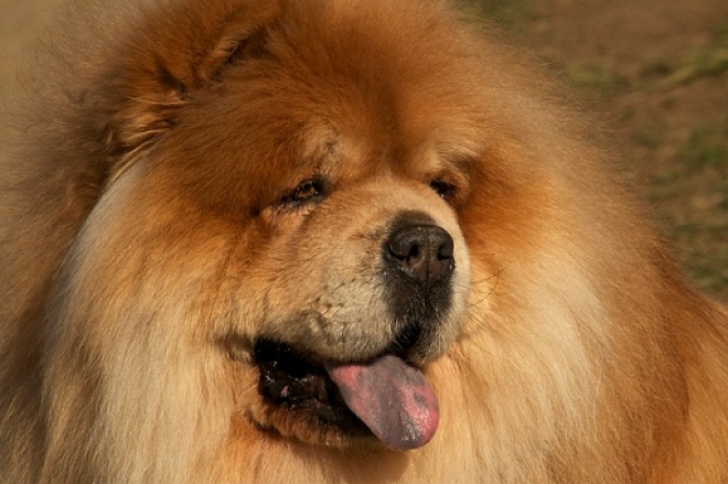 Chow Chow Congresso Rimini Chow Chow Congresso Rimini