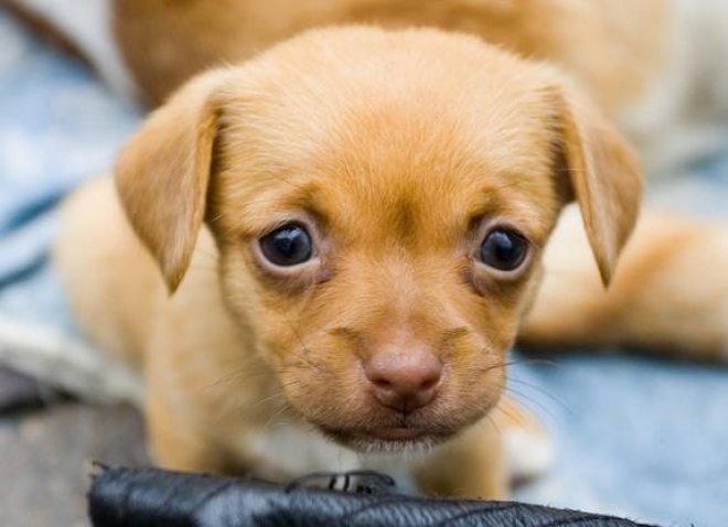 Corso Benessere Cani Corso Benessere Cani