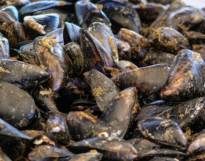 Cozze di Bellaria al Seafood Showcase